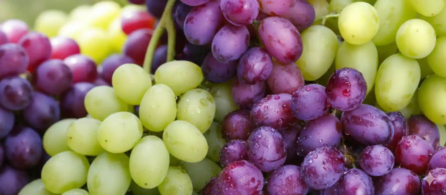 La temporada de uva de mesa peruana gana impulso